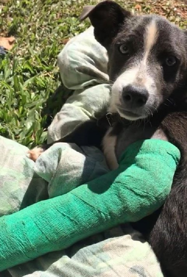 Três Passos News Cãozinho encontrado a pata quebrada recebe ajuda