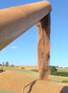 Campanha para venda de insumos é prorrogada pela Cotricampo