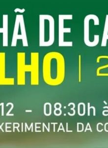 Detec Cotricampo promoverá Manhã de Campo Milho 2024, no próximo dia 10 de dezembro