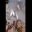 Vídeo mostra centenas de peixes mortos em riacho no interior de Tiradentes do Sul